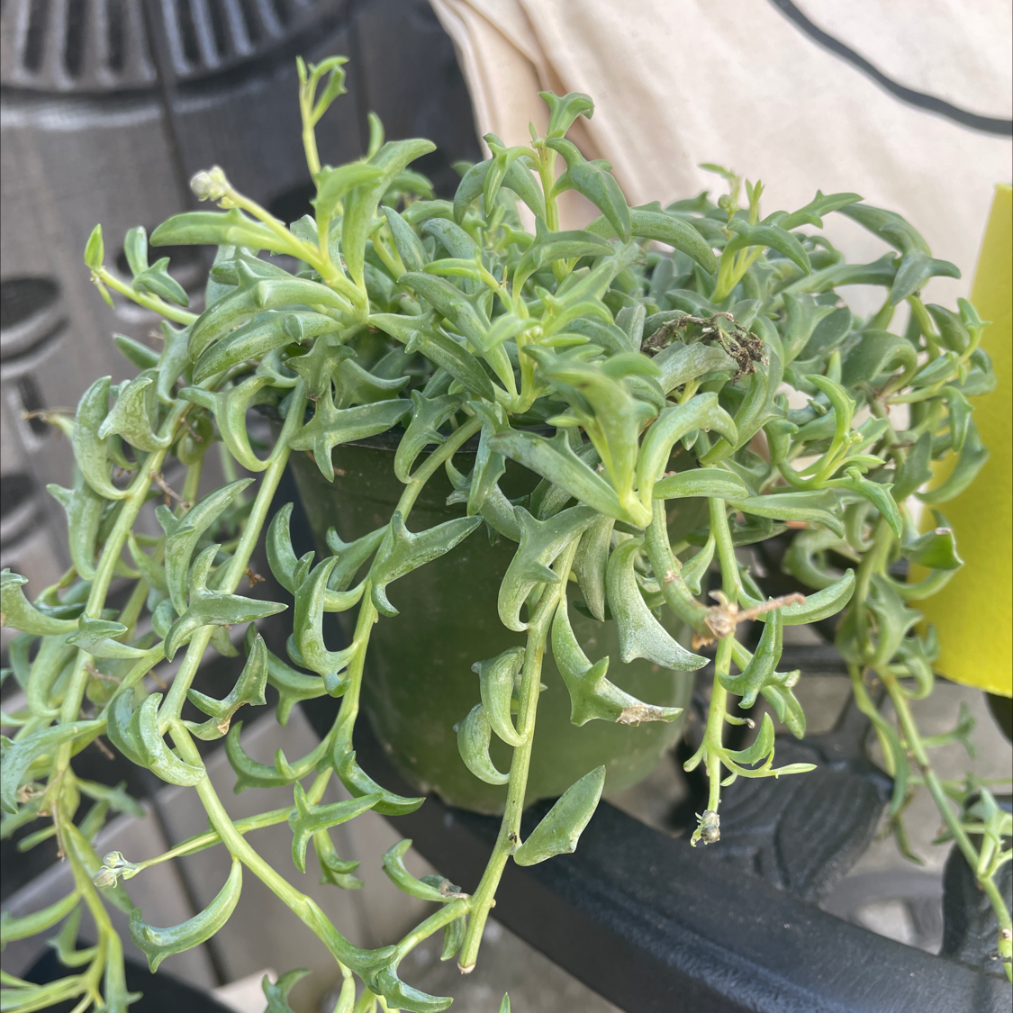 Healthy potted sweet alyssum plant with lush trailing green foliage in a black plastic nursery pot photographed on a wooden surface.