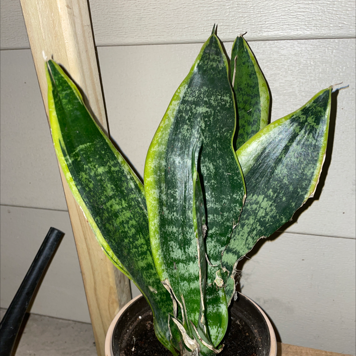Snake Plant plant photo by @Kristenmlang5 named Your plant on Greg, the plant care app.