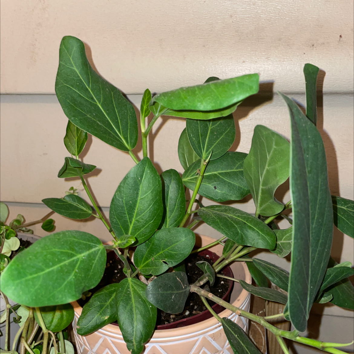 Audrey Ficus plant photo by @Kristenmlang5 named Your plant on Greg, the plant care app.