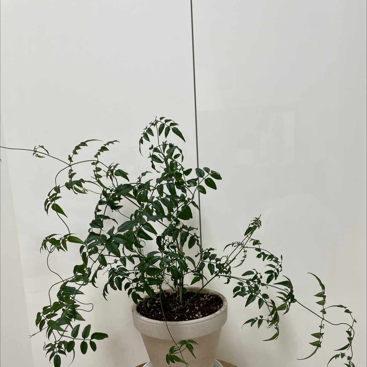 Potted White Jasmine plant with green leaves, well-framed and in focus.