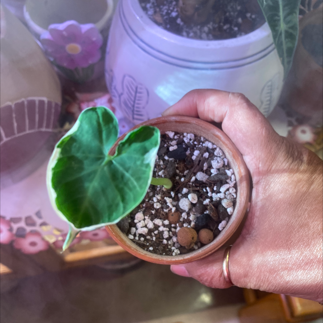 A small potted Mickey Mouse Taro plant with a single green leaf, held by a hand.