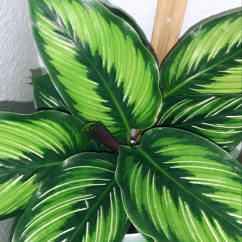 Calathea 'Beauty Star' plant with vibrant green leaves and distinctive patterns.