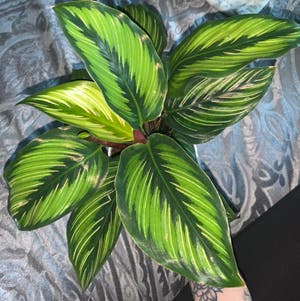 Calathea 'Beauty Star' plant photo by Taylor named Marilyn on Greg, the plant care app.