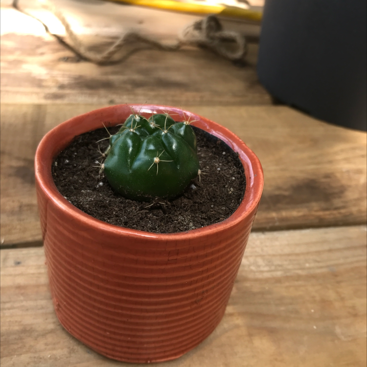 Small Texas Barrel Cactus in a red pot on a wooden surface.