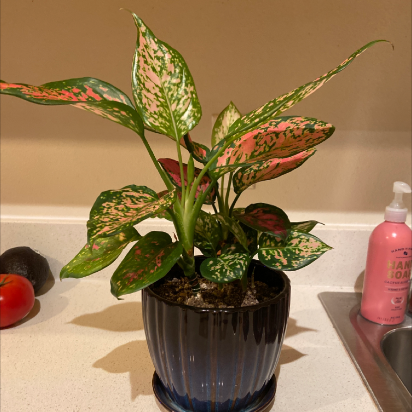 Pink Dalmatian Aglaonema plant in a blue pot on a kitchen counter.