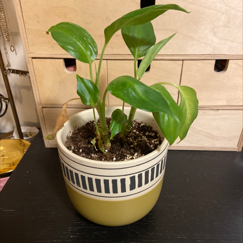 Dieffenbachia 'Camille' plant in a decorative pot with visible soil and slight leaf yellowing.