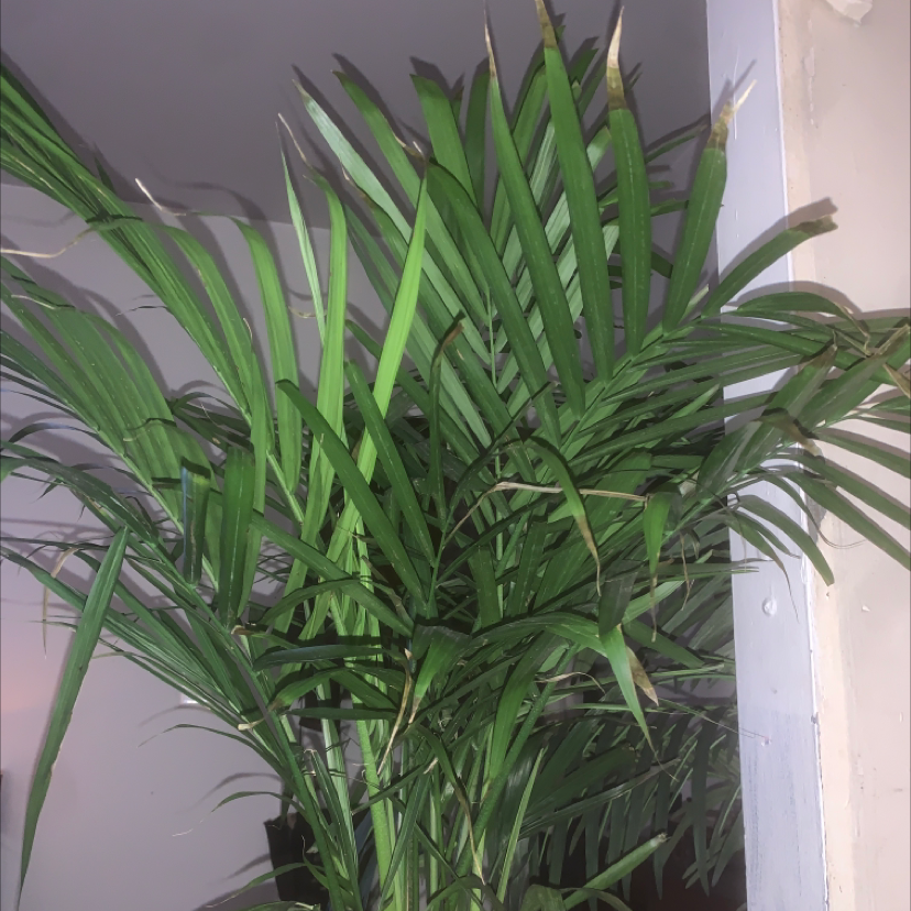 Photo of the plant species Cat Palm by @Thehempeffect named Chip on Greg, the plant care app