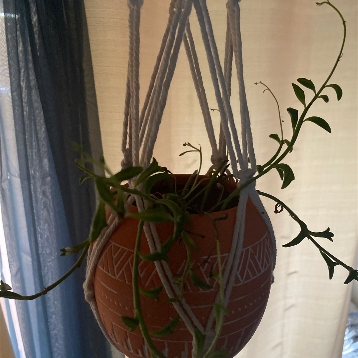 String of Dolphins plant photo by Plant parent named String of dolphins on Greg, the plant care app.