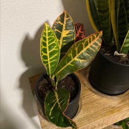 Photo of the plant species Croton 'Magnificent' by Katkat named Bellossom on Greg, the plant care app