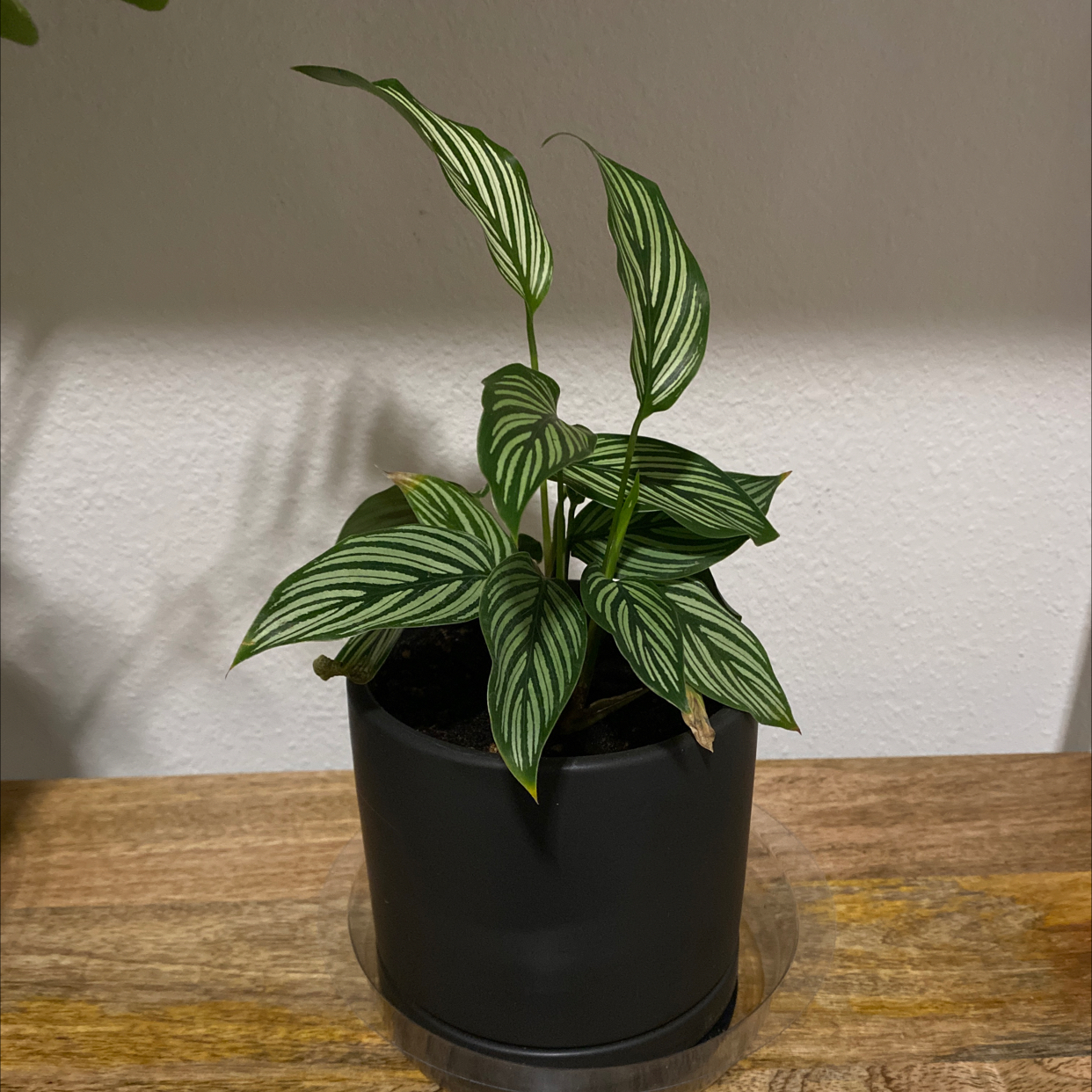 Photo of the plant species Calathea Vittata by @katkat named Bulbasaur on Greg, the plant care app
