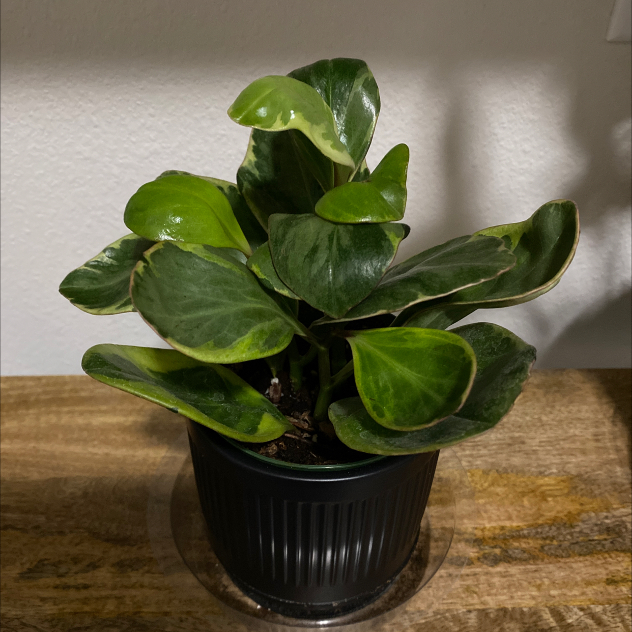 Photo of the plant species Jelly Peperomia by @katkat named Hoppip on Greg, the plant care app