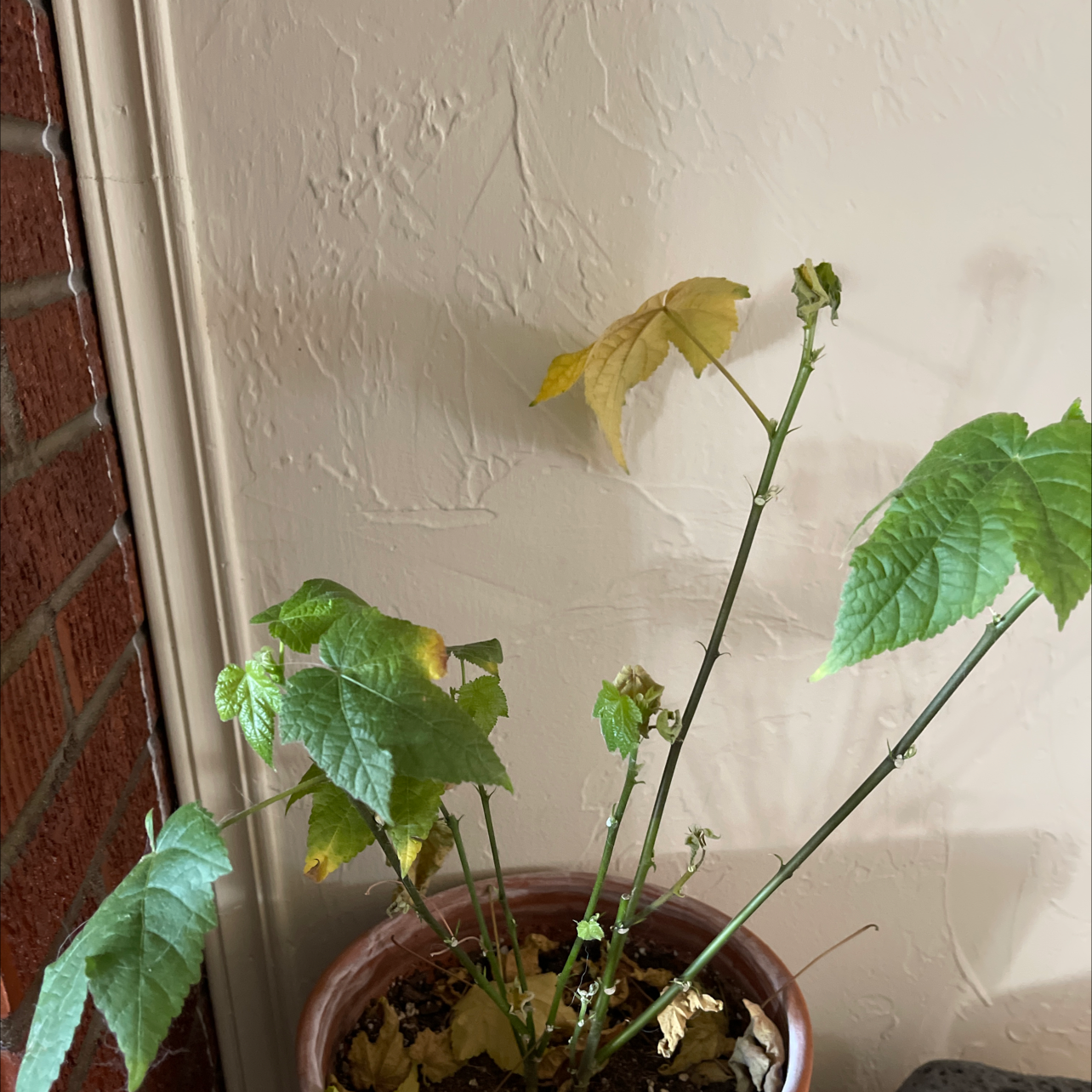 Potted Abutilon Pictum plant with yellowing and browning leaves against a wall.
