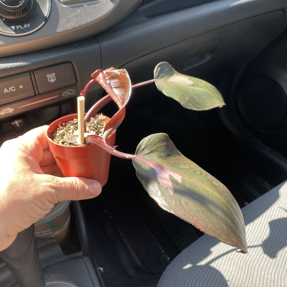 Pink Princess Philodendron plant with dark green and pink variegated leaves in a small pot, held by a hand inside a car.