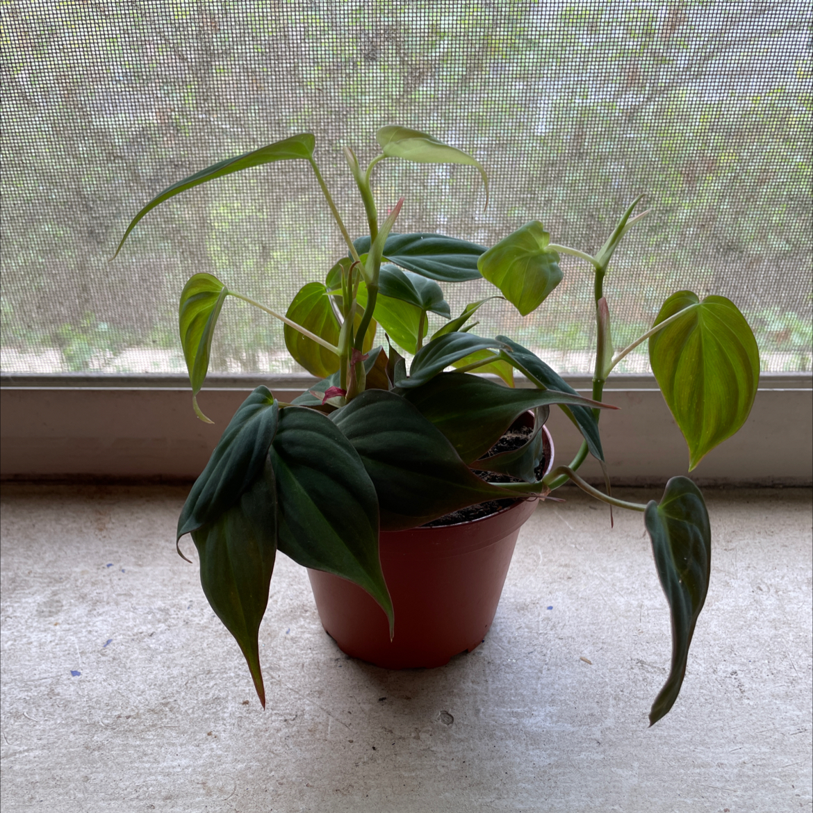 Philodendron Micans plant in a small pot on a windowsill with some yellowing and browning leaves.