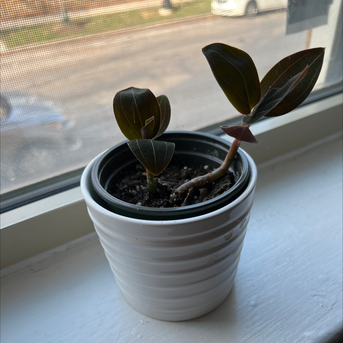 Jewel Orchid in a white pot on a windowsill with healthy leaves and visible soil.