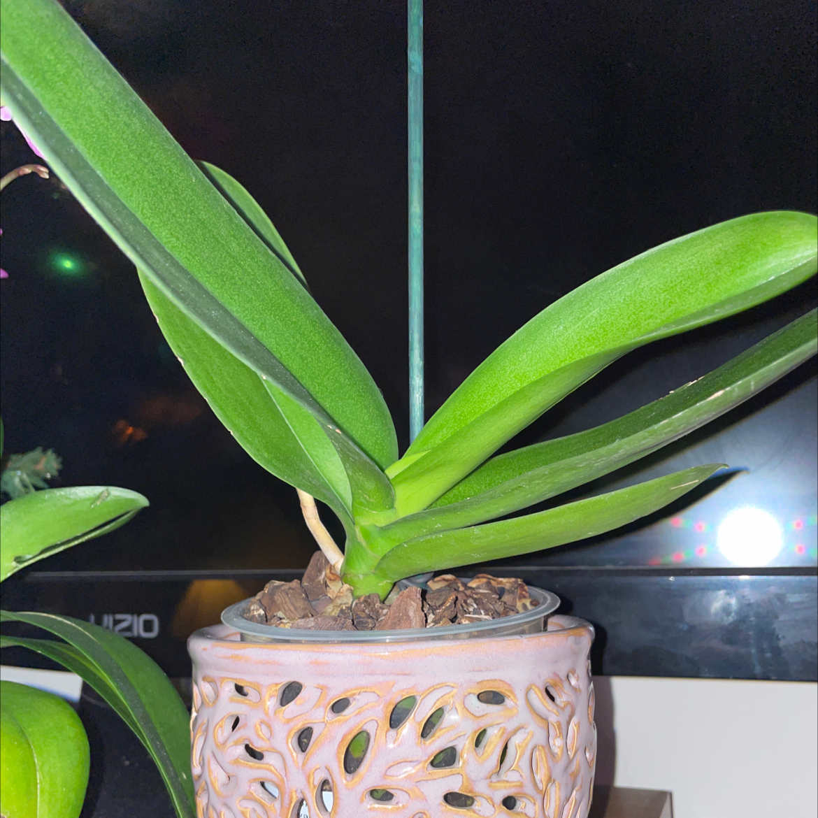 Jewel Orchid in a decorative pot with healthy green leaves and visible soil.