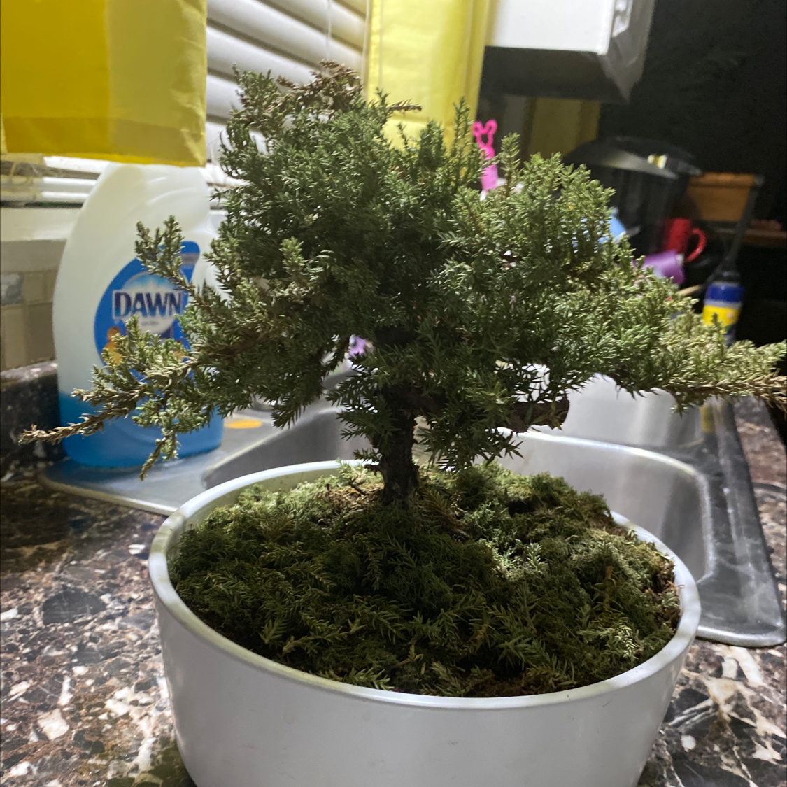 American Juniper plant in a white pot on a kitchen counter.