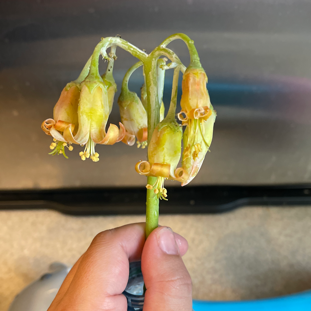 Pig's Ear plant with drooping, discolored flowers held by a hand.