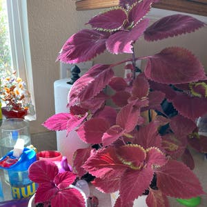 Coleus plant photo by Kashia named Mama Cal on Greg, the plant care app.