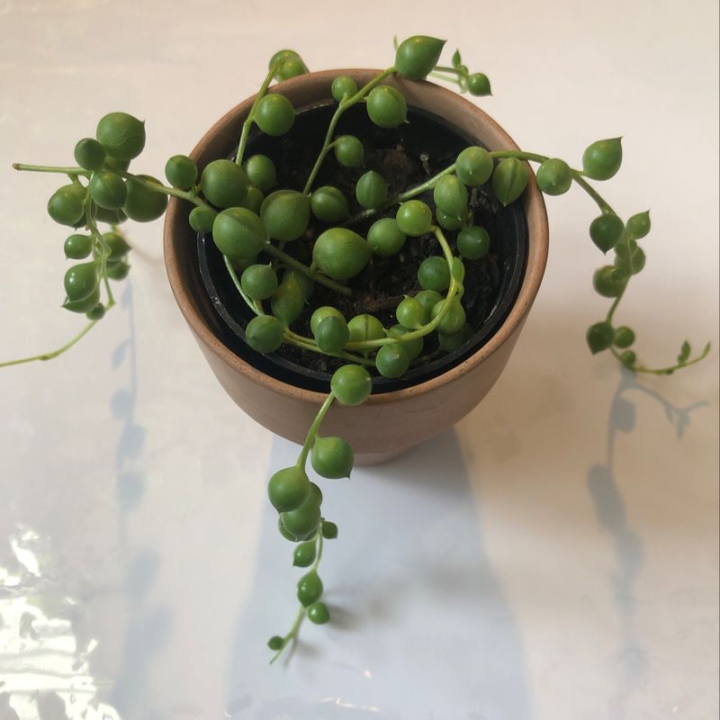 String of Pearls plant in a small pot with vibrant green, spherical leaves.