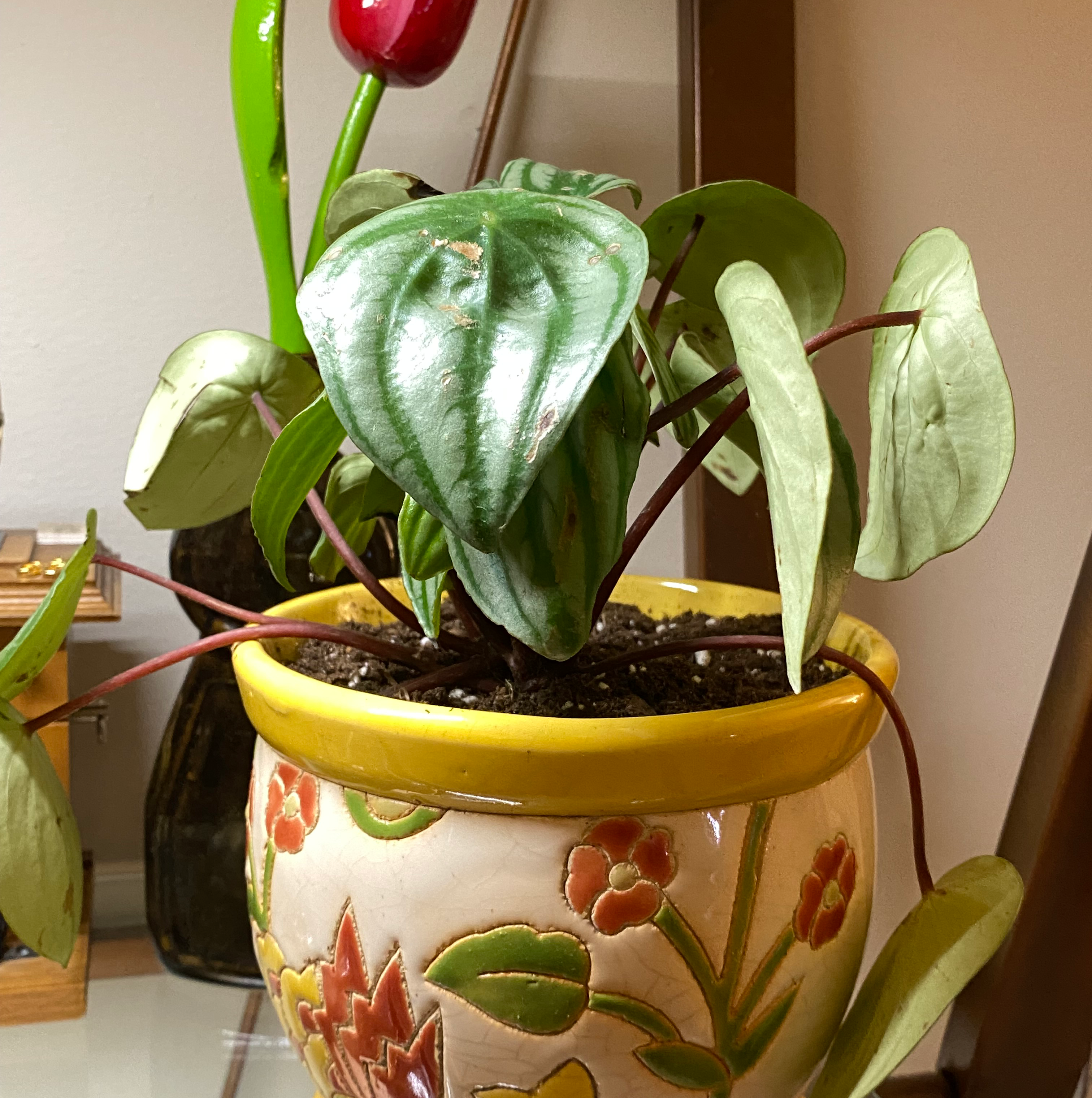 Watermelon Peperomia plant in a decorative pot with visible soil and healthy leaves.