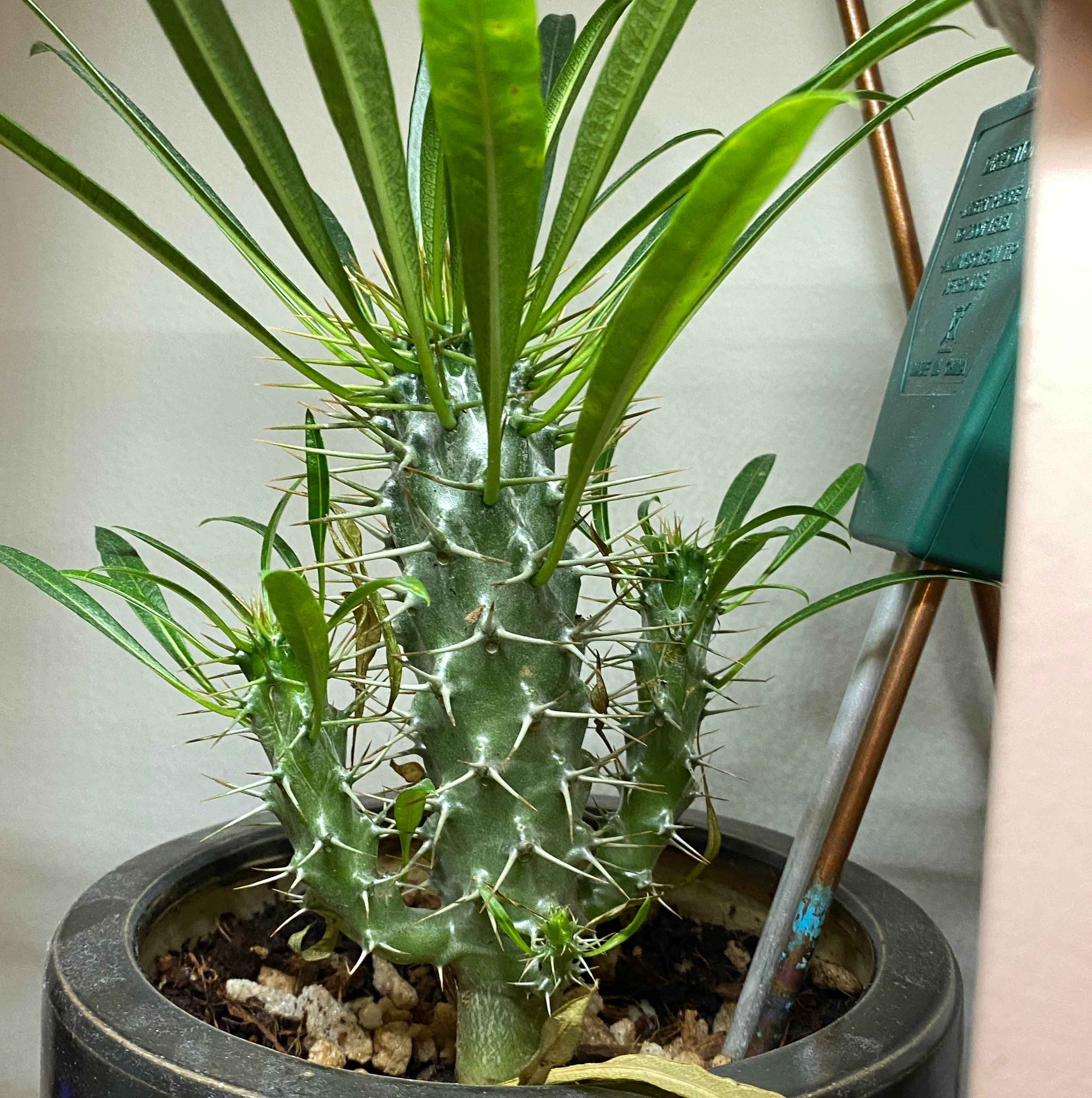 Why Are My Madagascar Palm Leaves Turning Yellow?