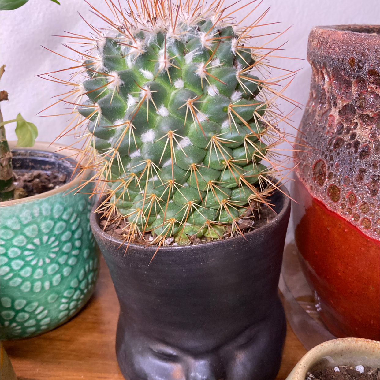 Mammillaria Melanocentra cactus in a black pot with a face design, appears healthy.