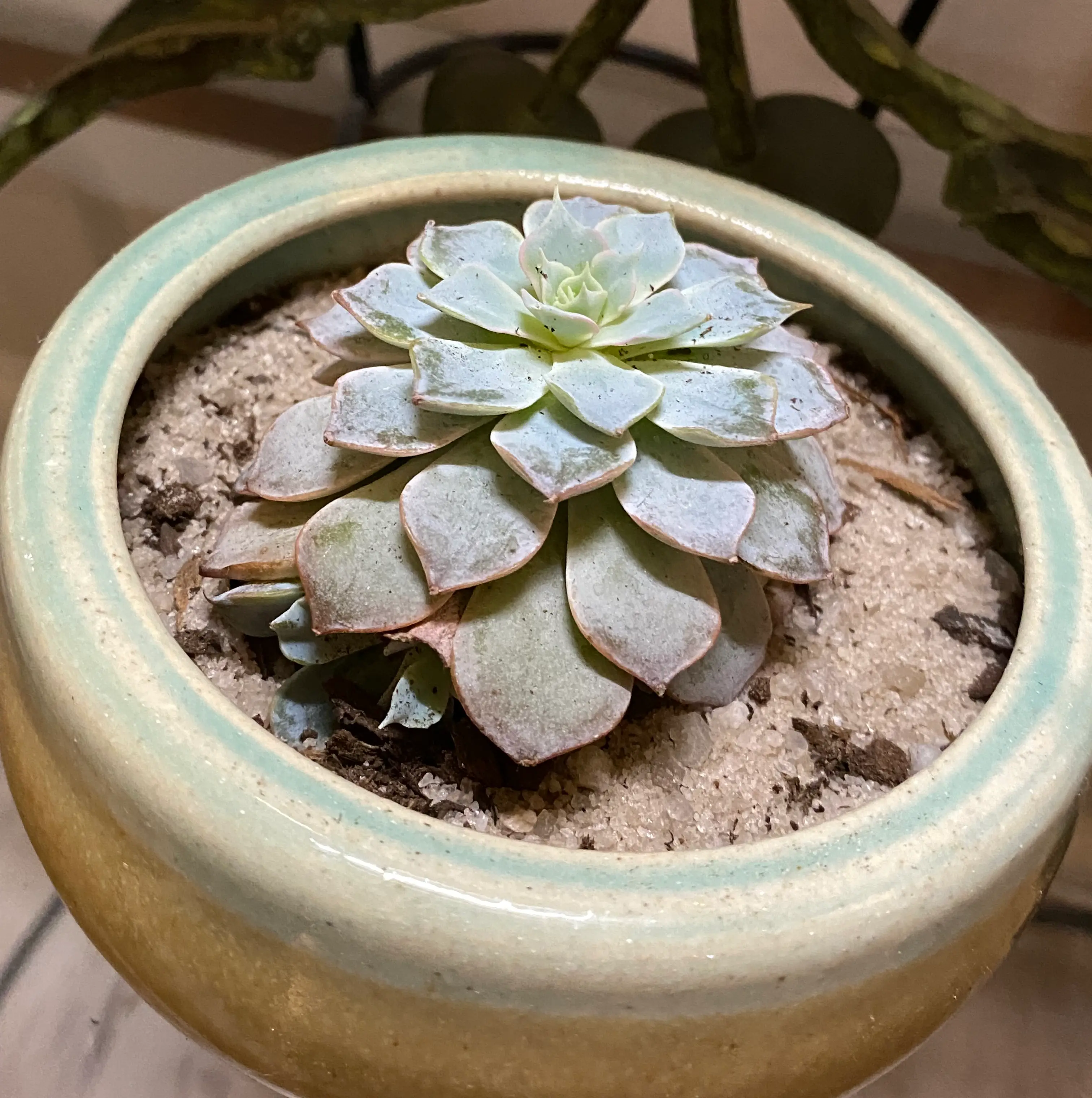 Pearl Echeveria plant in a pot with visible soil, appears healthy.