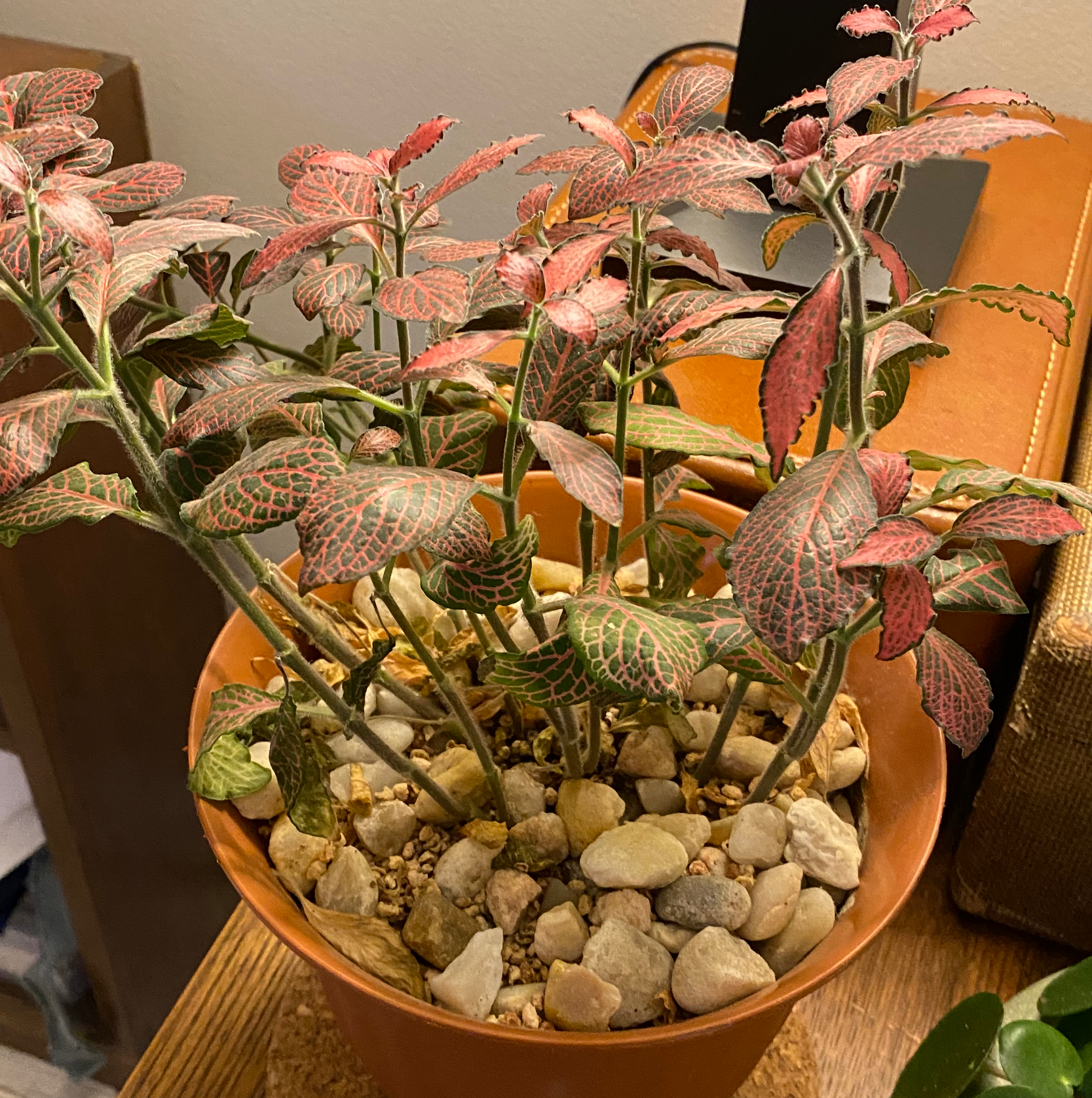 Nerve Plant (Fittonia) in a pot with decorative stones, showing vibrant red and green leaves.