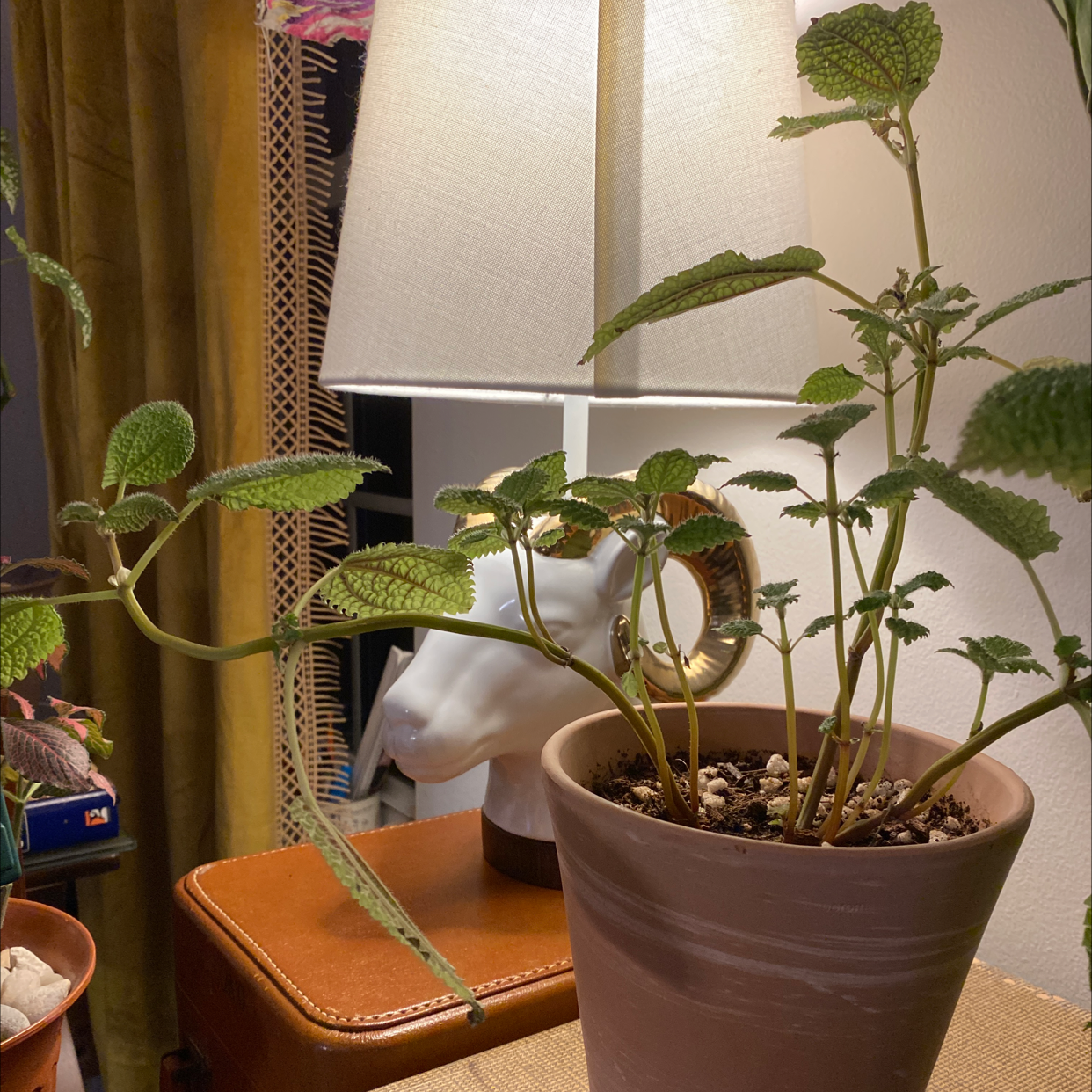Pilea mollis plant in a pot on a table, healthy green leaves, no visible health issues.