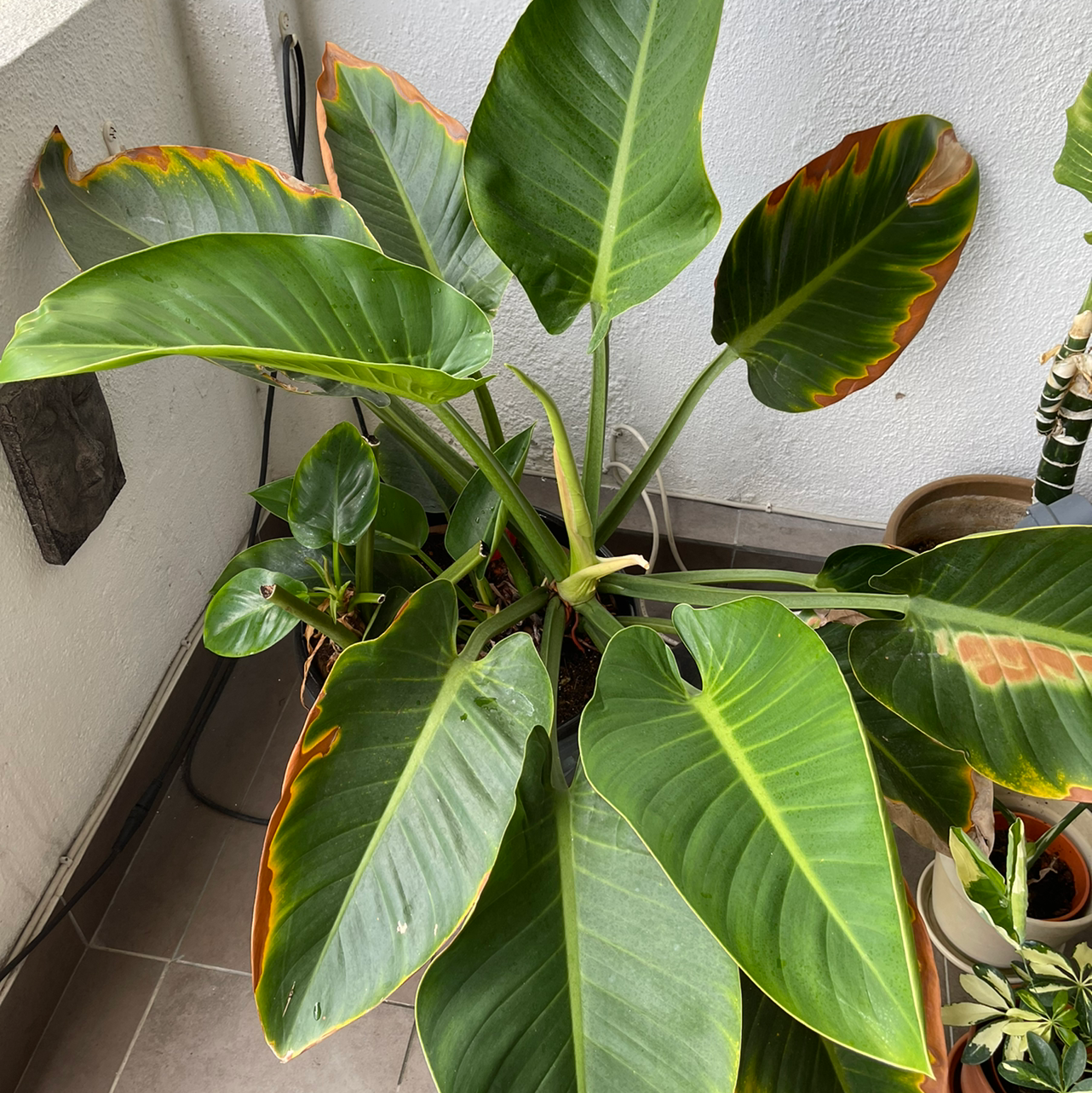 philodendron imperial green brown leaves