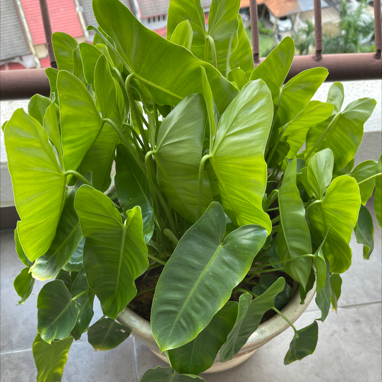 Photo of the plant species Philodendron Burle Marx by Graham named Bertie on Greg, the plant care app