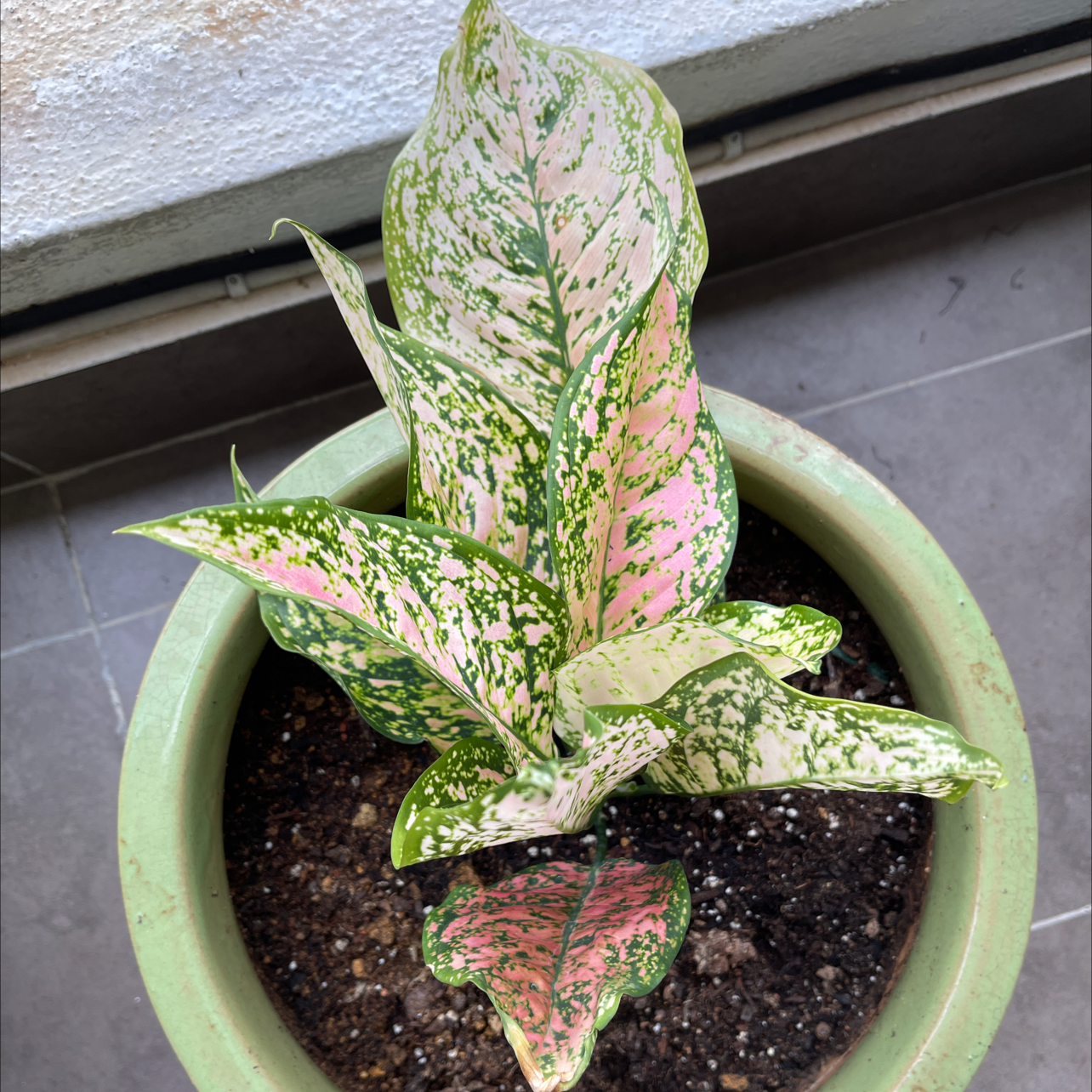 Photo of the plant species Chinese Evergreen Valentine by Graham named Geraldine on Greg, the plant care app