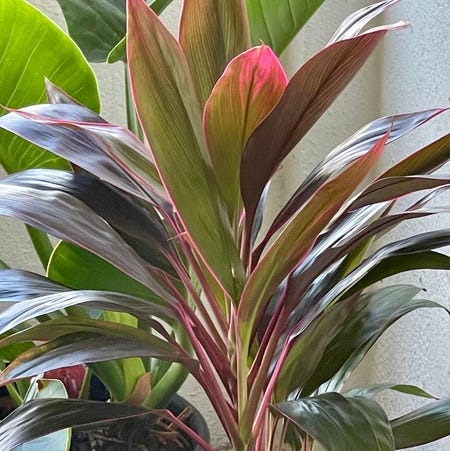 Photo of the plant species Cordyline fruticosa 'Pink Diamond' by Graham named Redhead on Greg, the plant care app