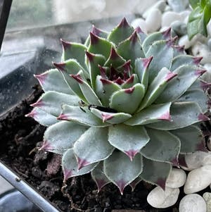 Hens and Chicks plant photo by @Lillththeecatus named Honey on Greg, the plant care app.