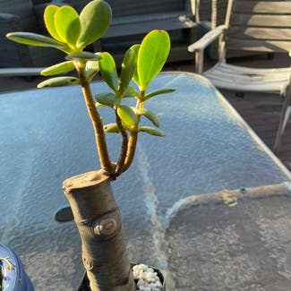 Jade plant in Auckland, Auckland