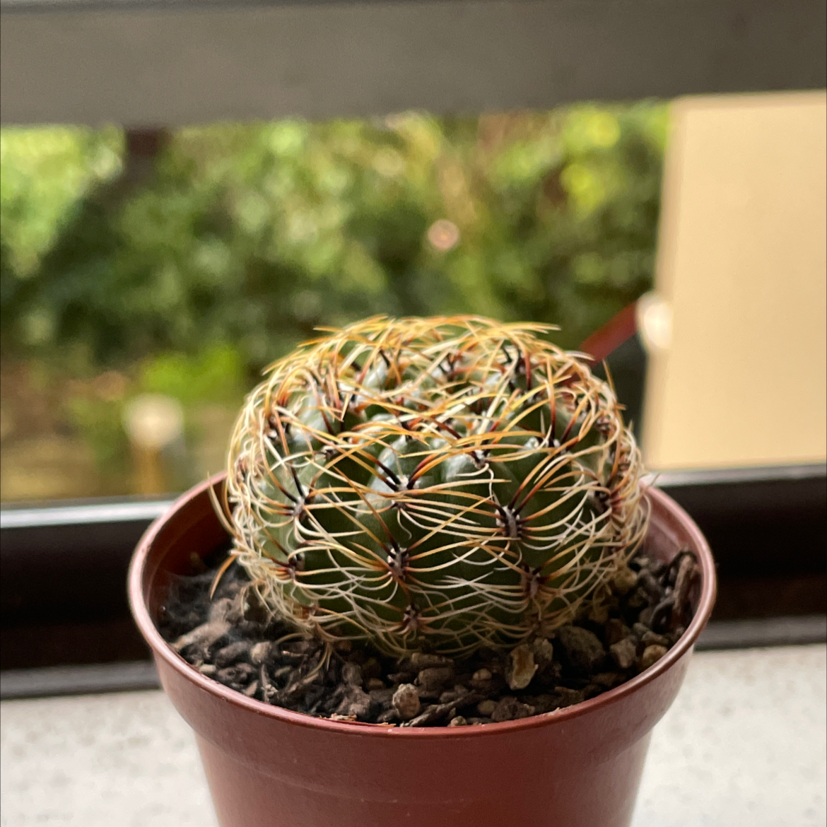 Photo of the plant species Submatucana aureiflora by @Lillththeecatus named Matakana on Greg, the plant care app