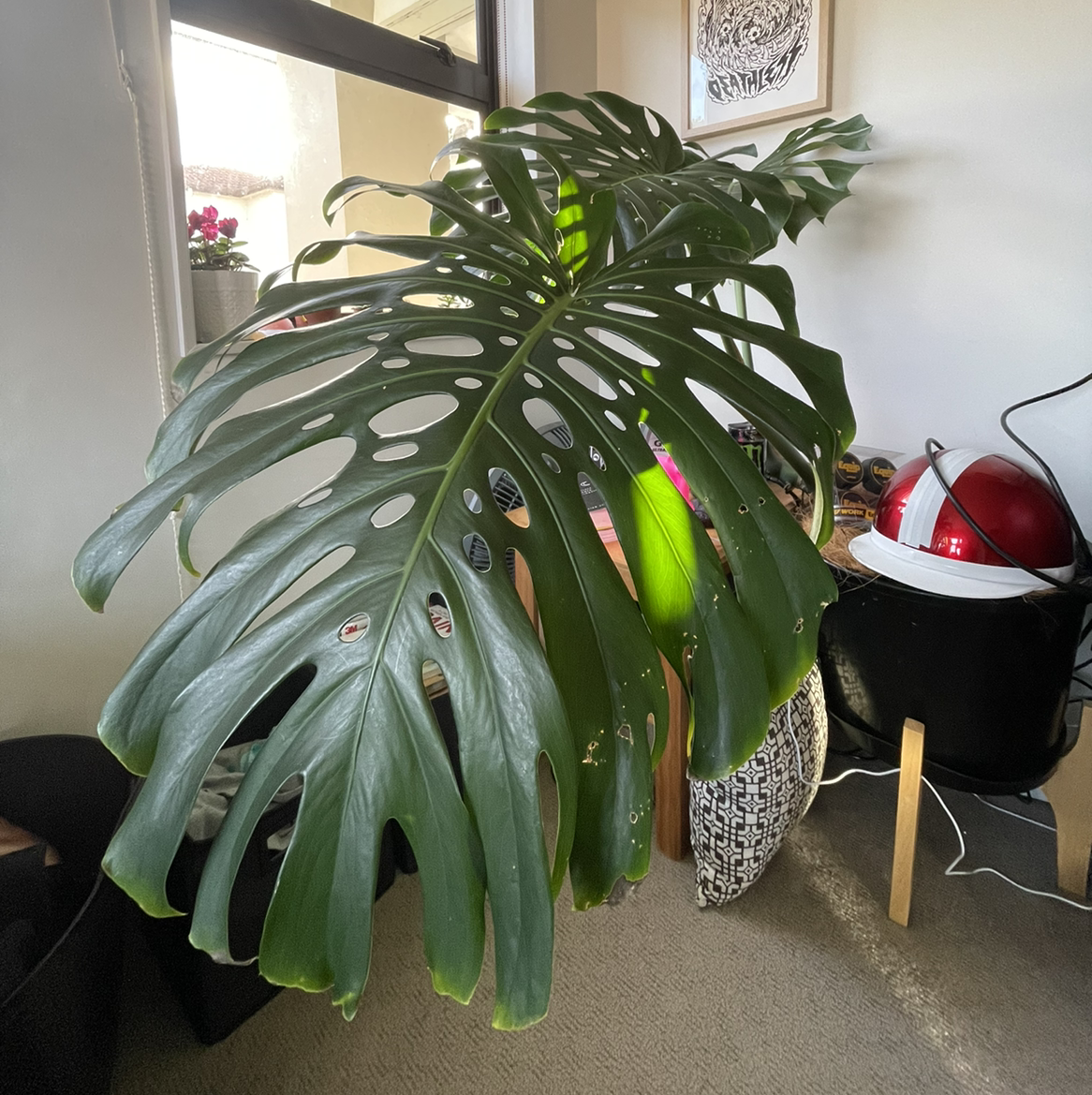 Monstera plant photo by @Lillththeecatus named biggie smolz on Greg, the plant care app.