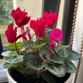 Persian Cyclamen plant in Auckland, Auckland