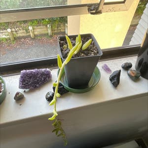 String of Bananas plant photo by @Lillththeecatus named Banan on Greg, the plant care app.