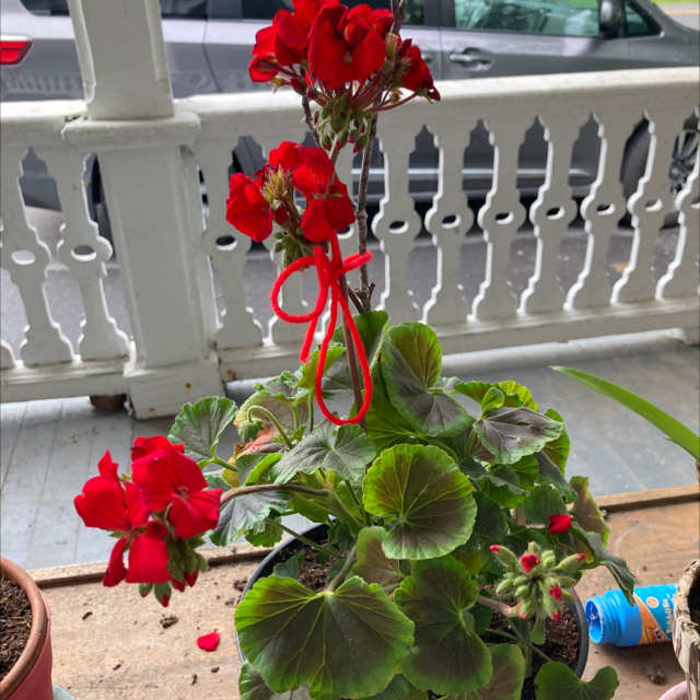 Zonale Geranium plant photo by @StrawBre57 named Gomez on Greg, the plant care app.