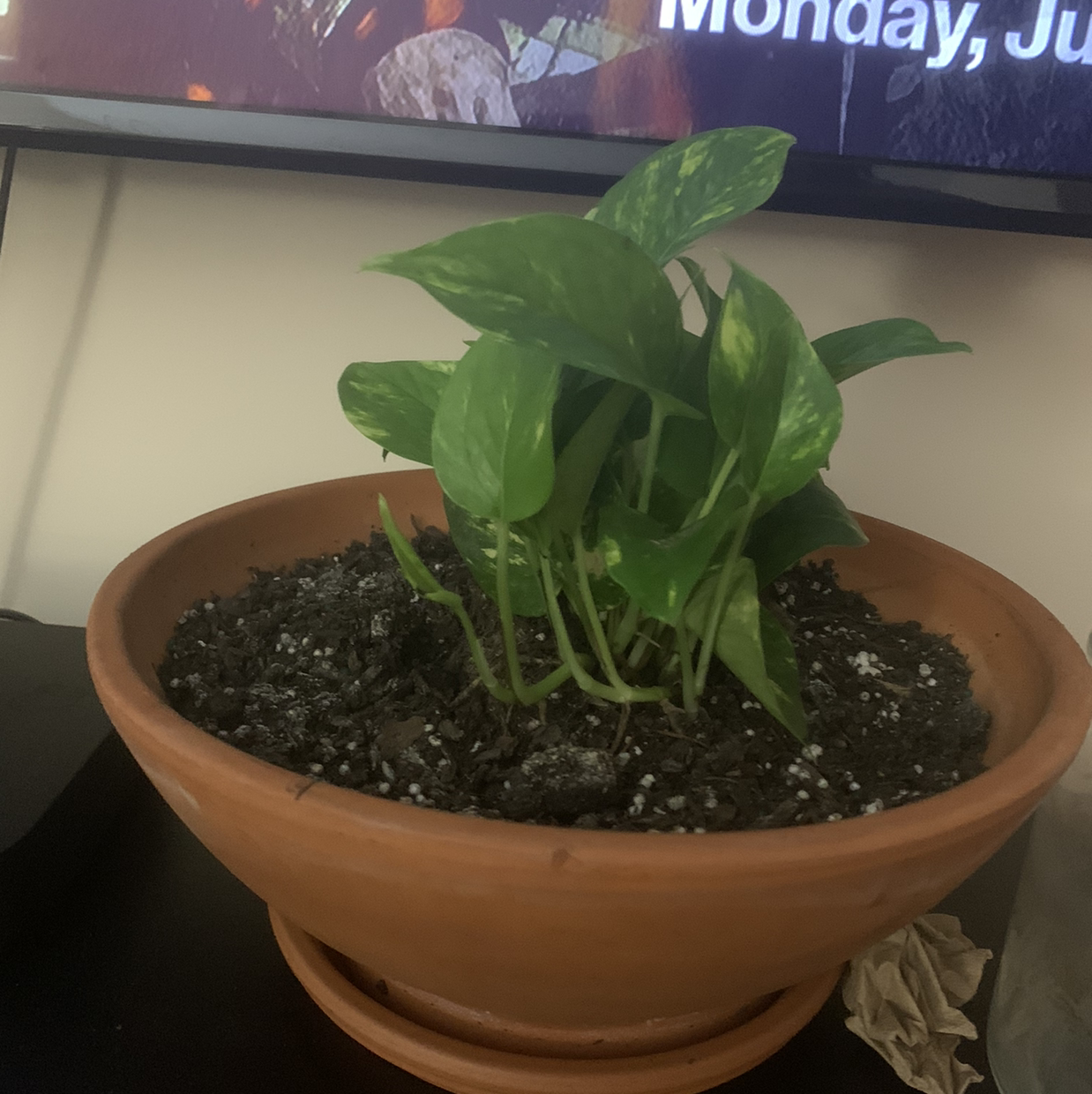 Taro Vine plant photo by @SoilSista named Snape on Greg, the plant care app.