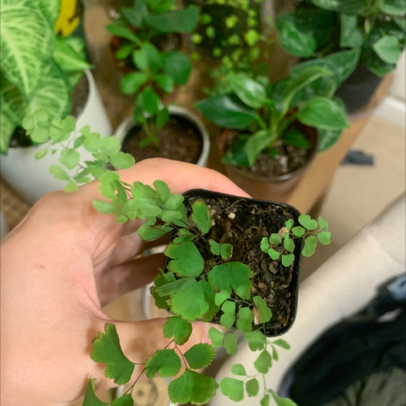 Pacific Maidenhair Fern held by a hand with multiple plants in the background.