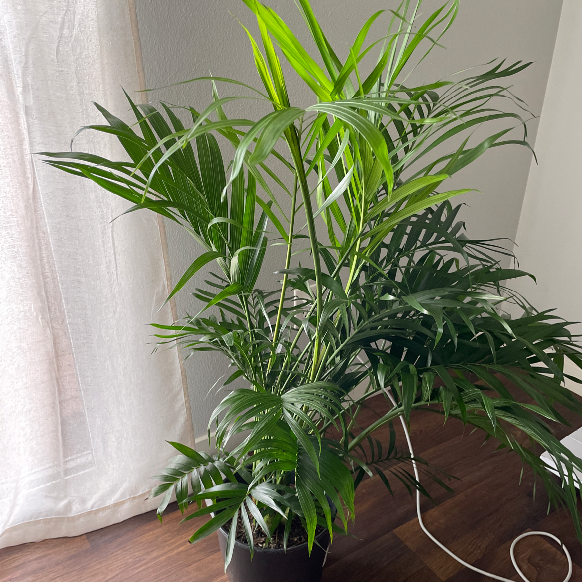 Photo of the plant species Areca Palm by @diana named illy on Greg, the plant care app