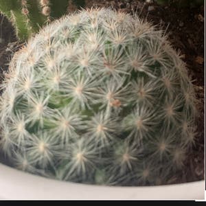 Mountain Ball Cactus plant photo by @sabrina.cheyenne named Consuela on Greg, the plant care app.