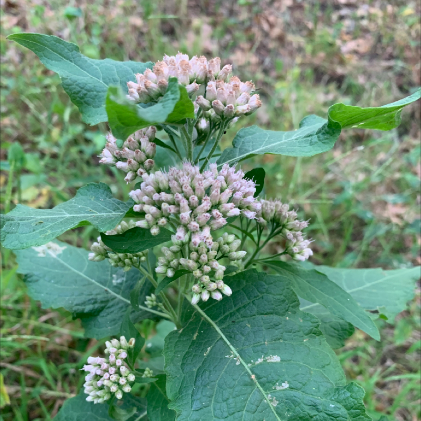 Photo of the plant species Camphorweed by @sabrina.cheyenne named Shakira on Greg, the plant care app