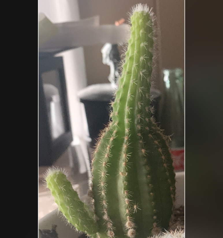 Queen of the Night plant photo by @sabrina.cheyenne named Pueblo on Greg, the plant care app.