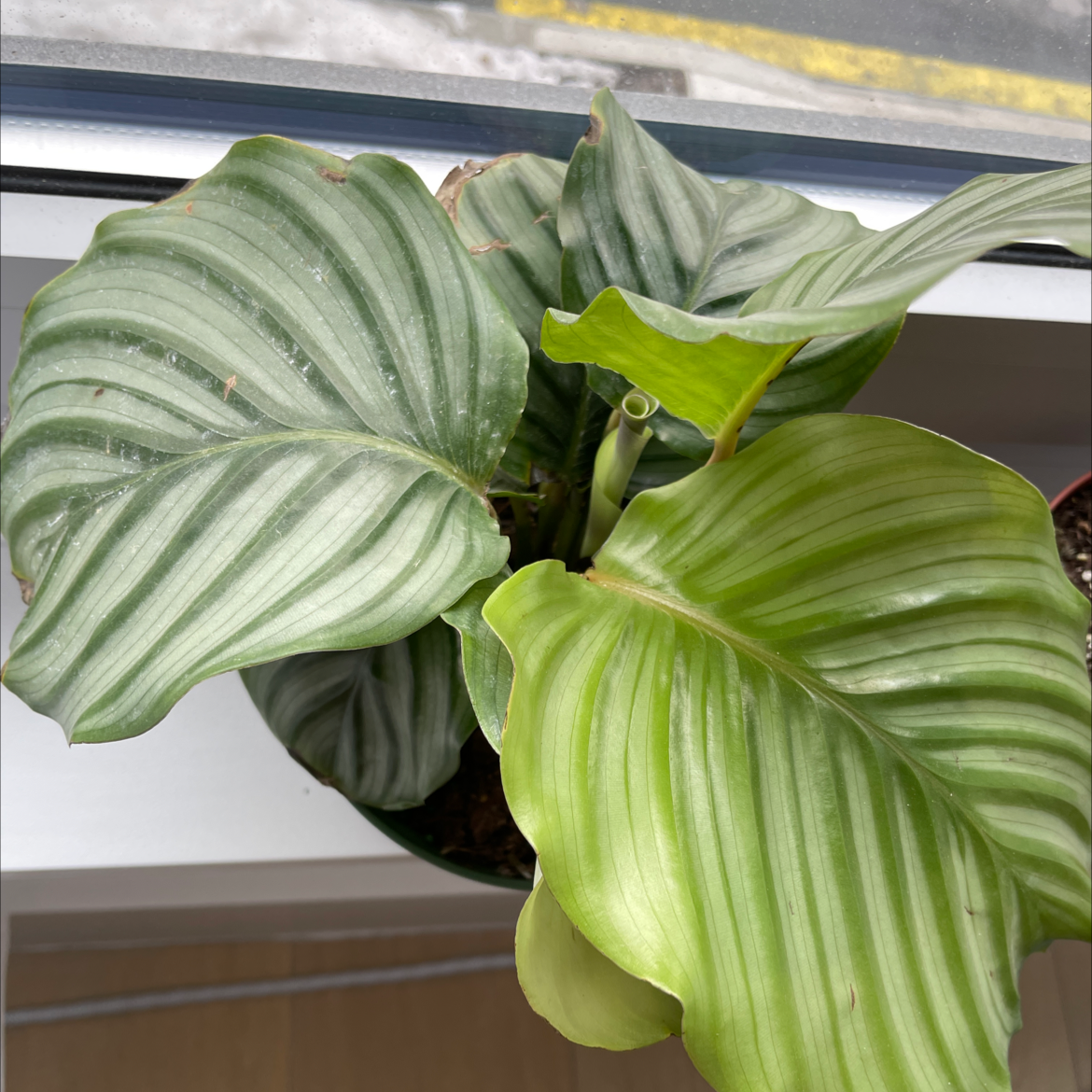 Calathea Orbifolia plant with broad, striped leaves in a pot near a window.