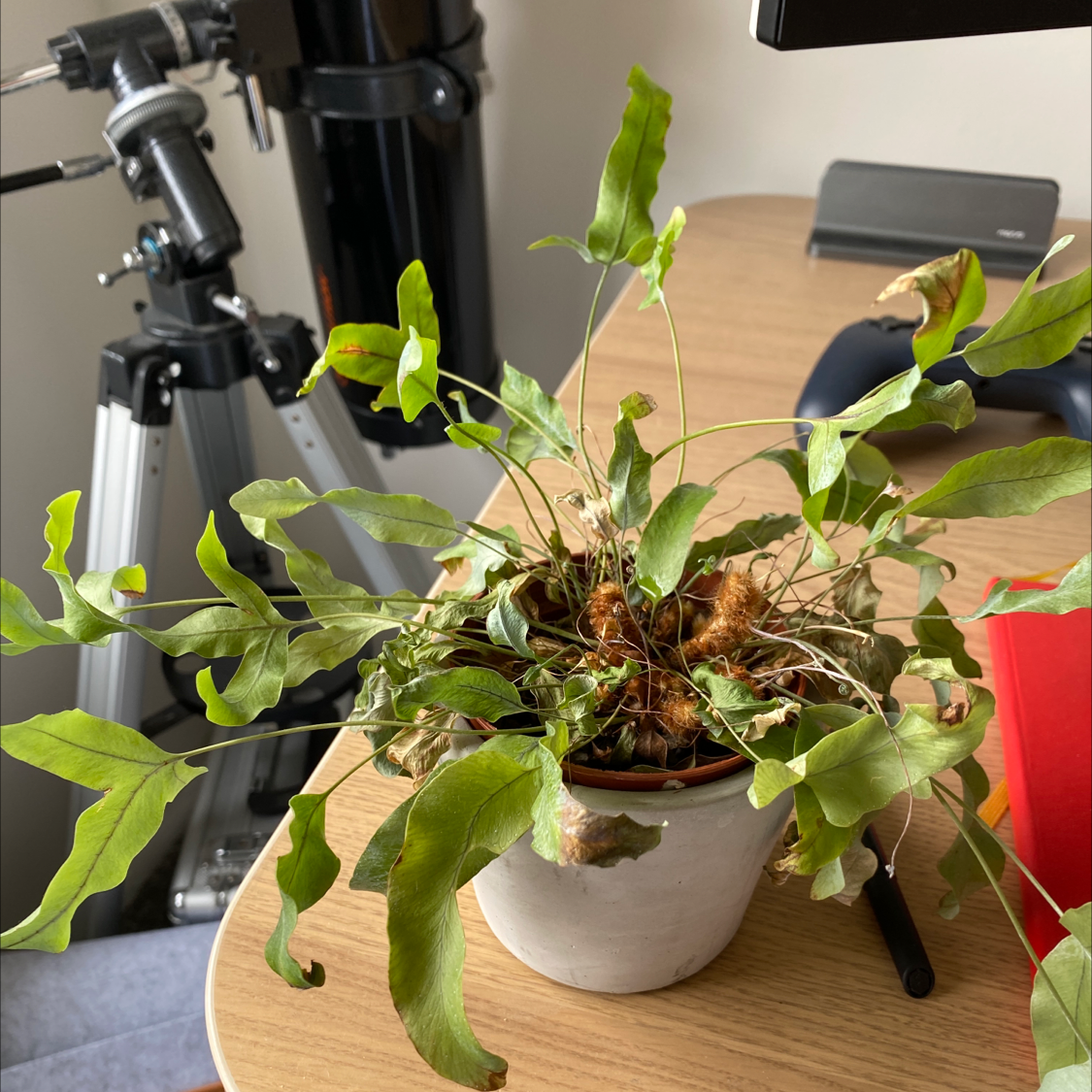 Photo of the plant species Virginia Blue Fern by Josh named Fern Troyer on Greg, the plant care app