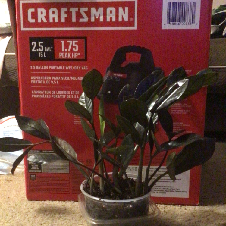 Raven ZZ Plant plant photo by @Limzatt named Lilith on Greg, the plant care app.